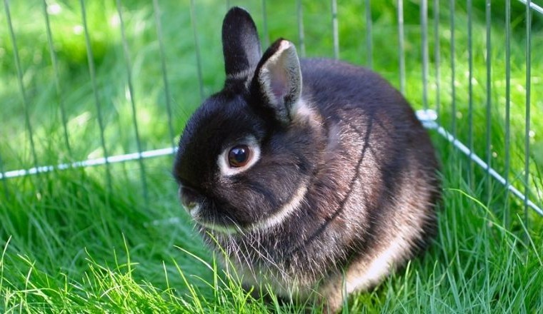 Hollanda Cüce Tavşanı: Son derece sevimli, zeki, enerjik..