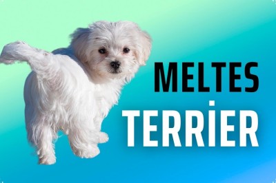 Avrupa Saray Köpeği: Maltese Terrier