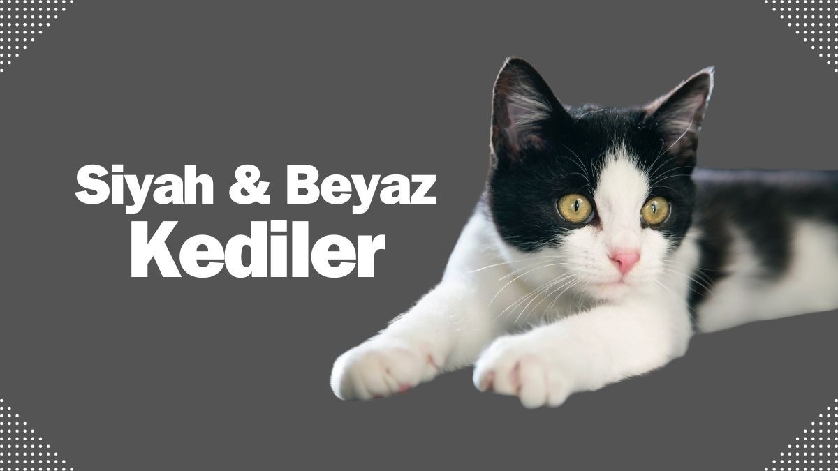 En Güzel Siyah Beyaz Kedi Irkları: İran Kedisi, Van Kedisi, Scottish Fold