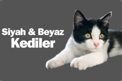 En Güzel Siyah Beyaz Kedi Irkları: İran Kedisi, Van Kedisi, Scottish Fold
