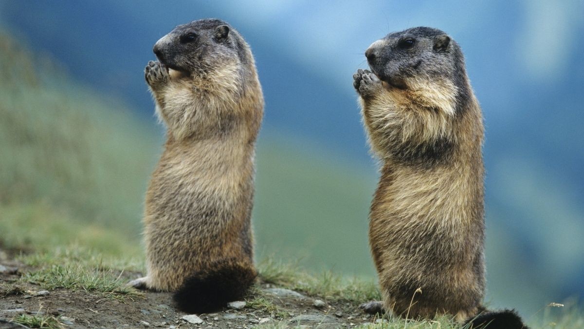 En Büyük Yer Sincapları: Marmotlar