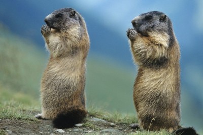 En Büyük Yer Sincapları: Marmotlar