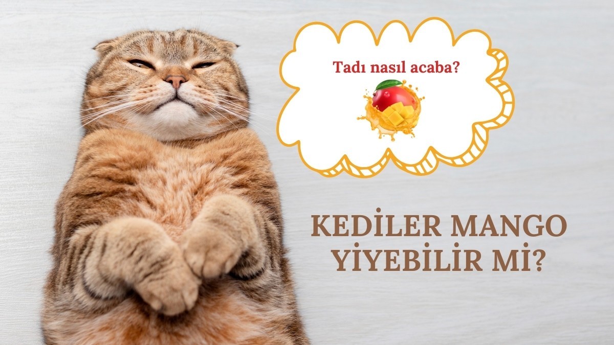 Kediler mango yiyebilir mi? Mango güvenli mi ?