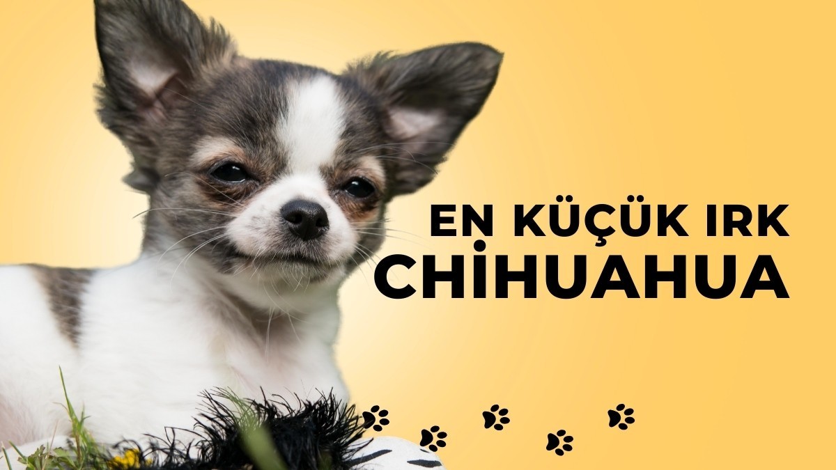 Chihuahua ya da Çivava köpek ırkı