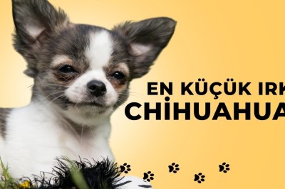 Chihuahua ya da Çivava köpek ırkı