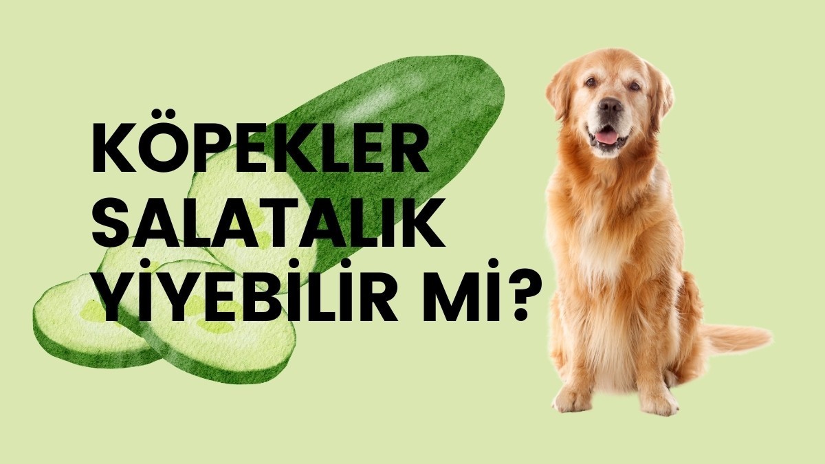 Köpekler salatalık yiyebilir mi ?