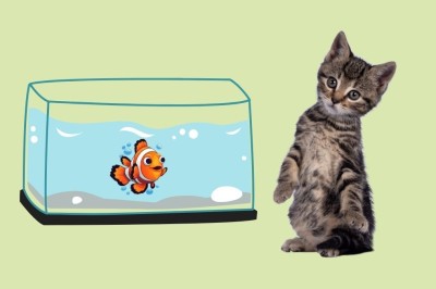 Balık ve Kedi aynı evde yaşar mı ? İşte dikkat edilmesi gerekenler