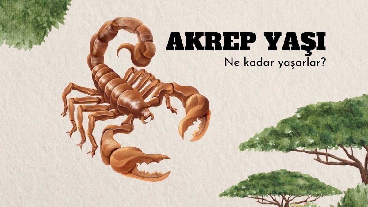 Akrep Ne Kadar Yaşar?