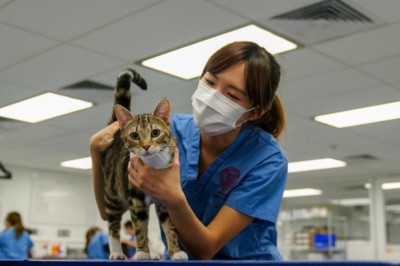 Kedilerde FİP Hastalığı: Belirtiler ve Tedavi Seçenekleri