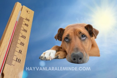 Türkiye'nin Sıcak Yazlarında Evcil Hayvan Güvenliği: 35°C'de Yapılması ve Yapılmaması Gerekenler