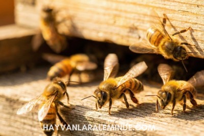 Bal Arıları İçin Kırmızı Alarm: Aşırı Sıcaklar Sistemi Çökertiyor