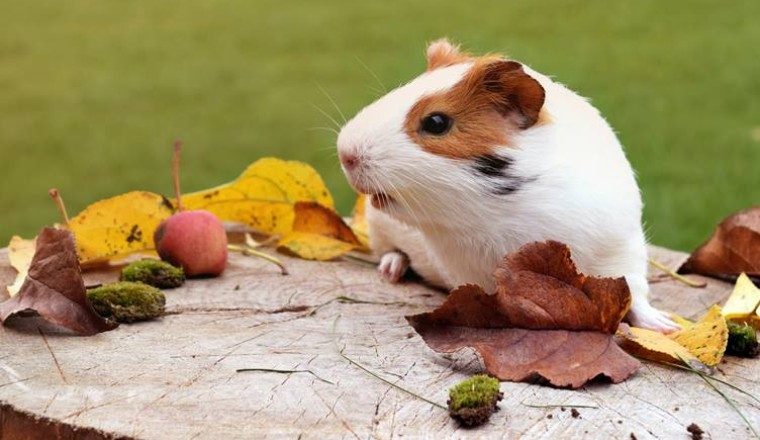 Hamsterların Özellikleri ve Beslenme Şekilleri