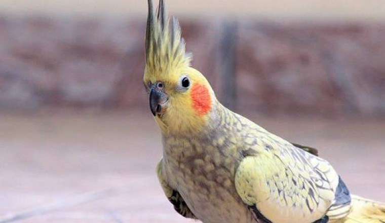 Sultan Papağanı Özellikleri, Bakımı ve Sağlığı