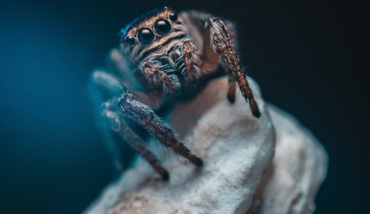 Örümcek Nasıl Beslenir?