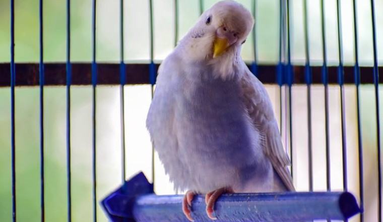Kuş beslerken nelere dikkat edilmelidir?