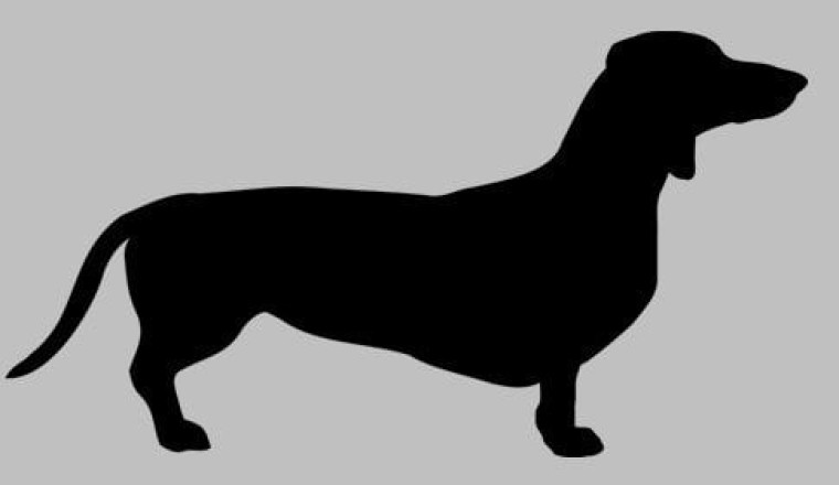 Dakhsund (Dachsund, Sosis) Cinsi Köpekler ve Özellikleri