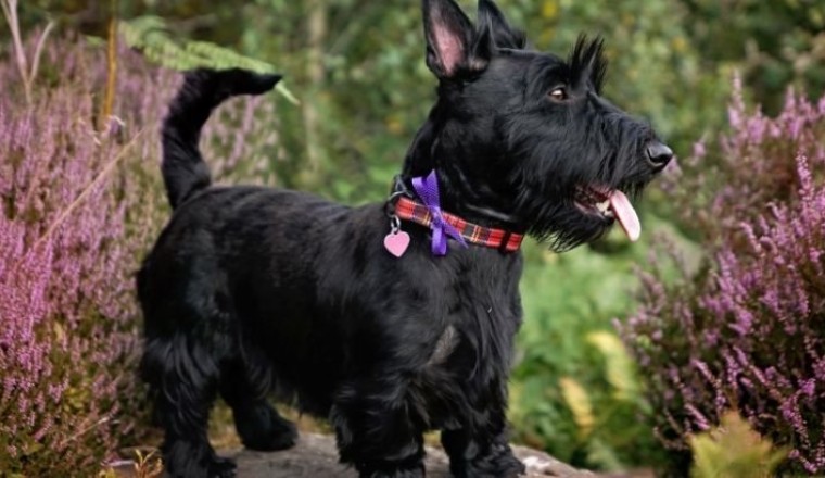 Scottish Terrier - İskoç Köpek Cinsleri