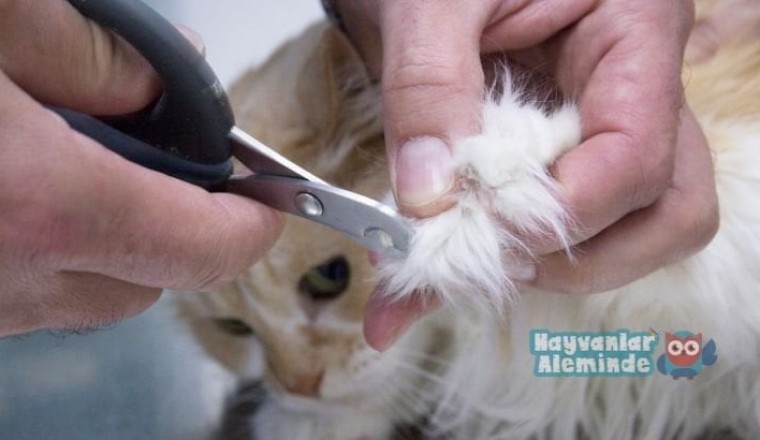 Kedi tırnağı nasıl kesilir?