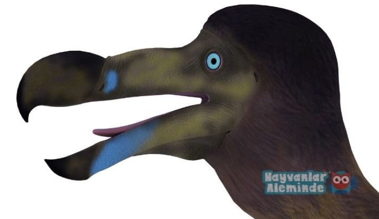Dodo kuşu gagası