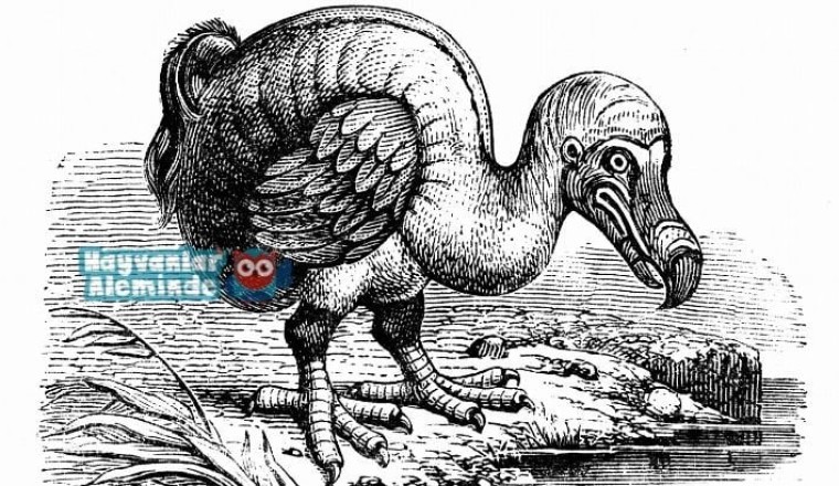 Dodo kuşu nedir, nesli neden tükendi?
