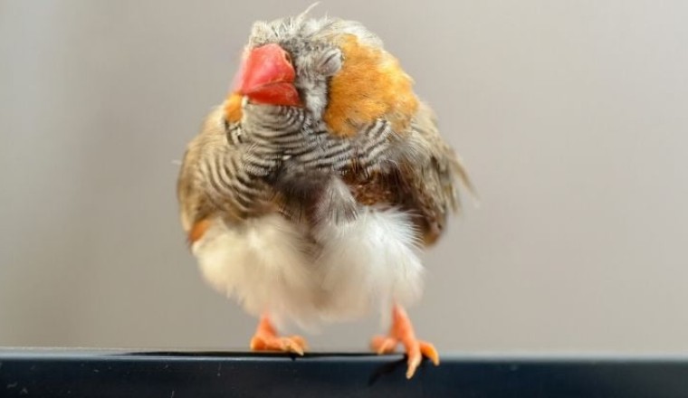 Kuşlarda Halsizlik Problemi Nedenleri ve Çözümü  