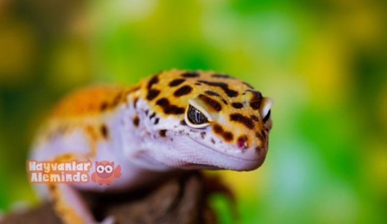 Leopard Gecko Beslenme