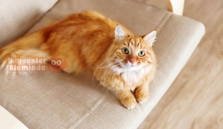 Sarman Kedi (Sarı Kedi) Hakkında Bilmeniz Gereken 5 Bilgi
