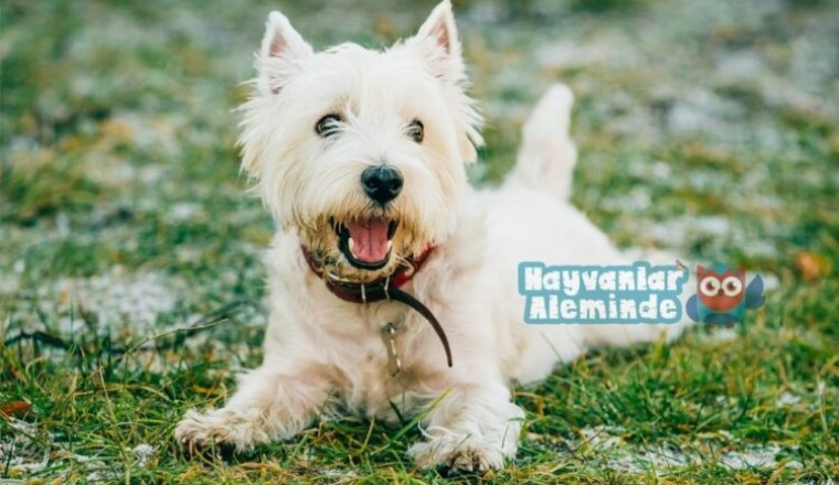 Batı Highland Beyaz Terrier