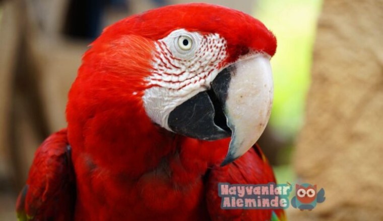 Kırmızı Macaw Papağanı