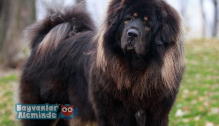 Tibet Mastiff ırkı