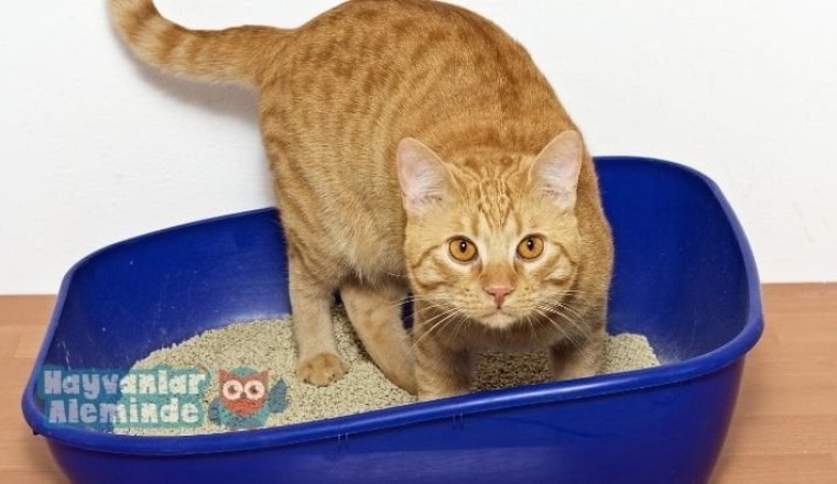 Kedi kumu nedir, nasıl kullanılır ve temizlenir?