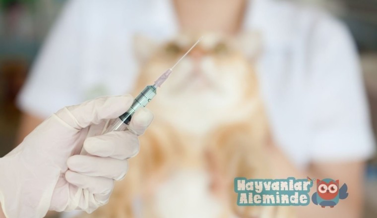 Kedilere aşı yapılmazsa ne olur? Önemi nedir?
