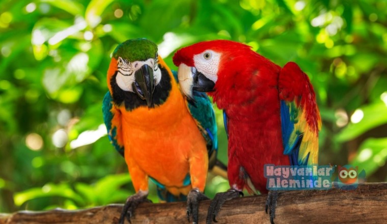 Macaw Papağanı Türleri ve Özellikleri