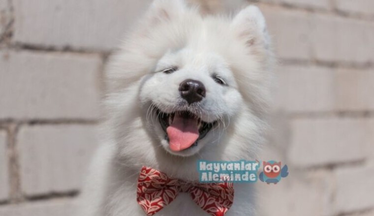 samoyed beyaz köpek