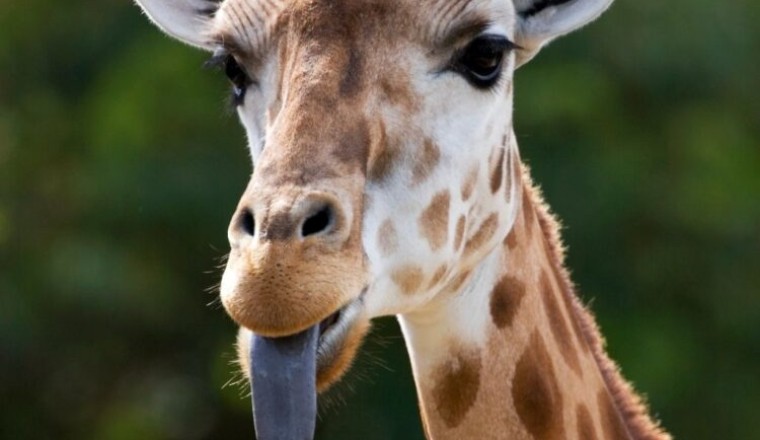 dil çıkaran zürafa