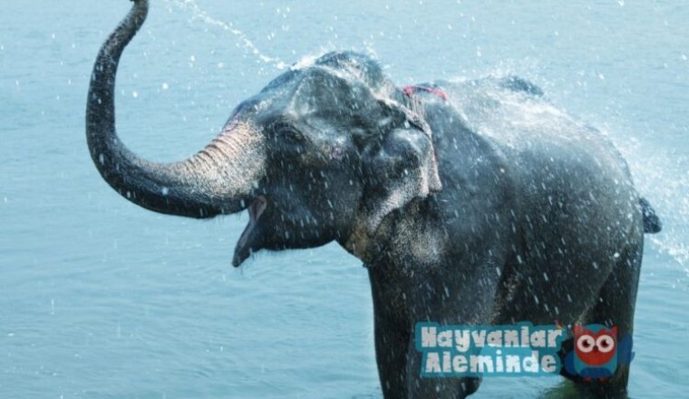 dünyanın en zeki hayvanı fil