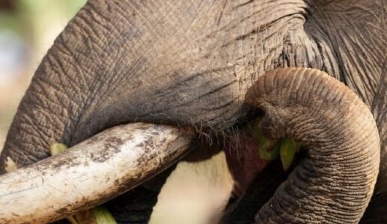 Filler Hakkında Merak Ettiğiniz 10 Bilgi
