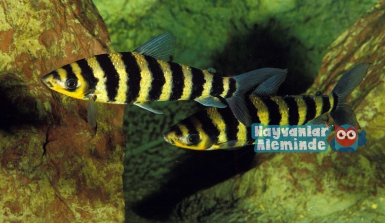 Leporinus Balığı Hakkında Bilgiler