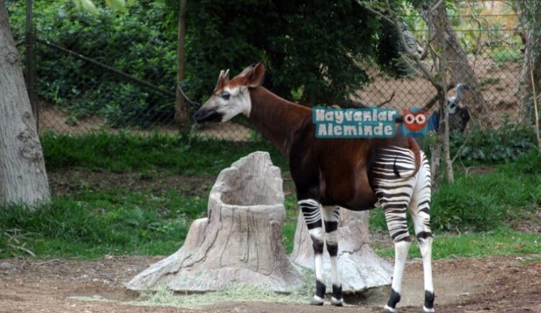 Okapi sıra dışı hayvanlar