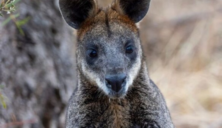 valabi kanguruları