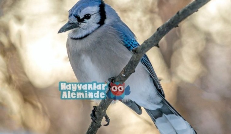 Mavi Alakarga dünyanın en güzel kuşları