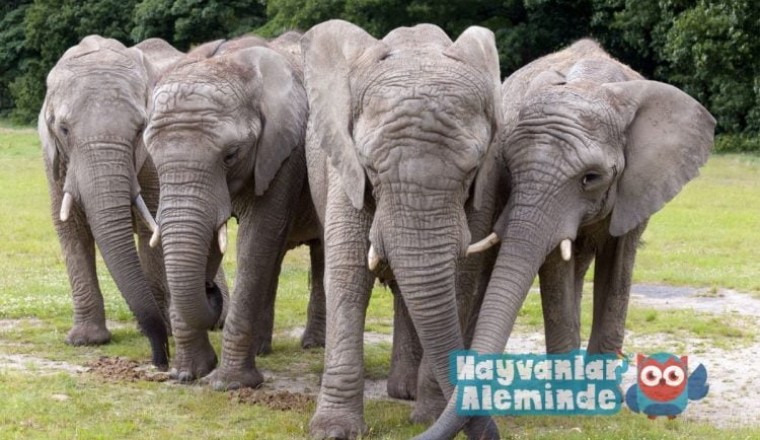 Filler - dünyadaki en güçlü 10 hayvan
