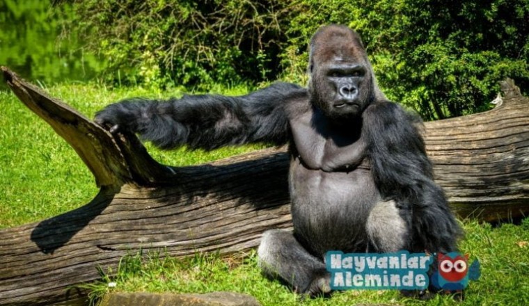 goril - dünyanın en güçlü hayvanı
