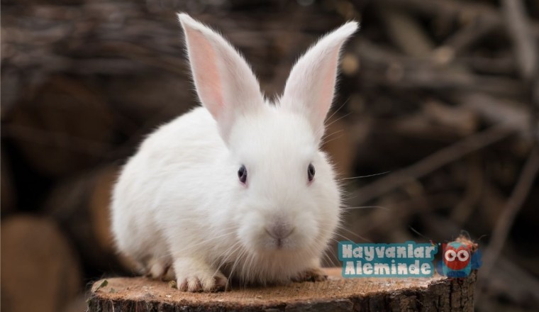 Tavşan Hastalıkları ve Belirtileri Nelerdir? İnsana Bulaşır mı?
