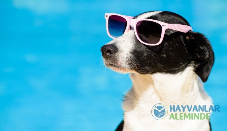 Sıcak Havalarda Köpek Bakımı Üzerine Bilmeniz Gerekenler