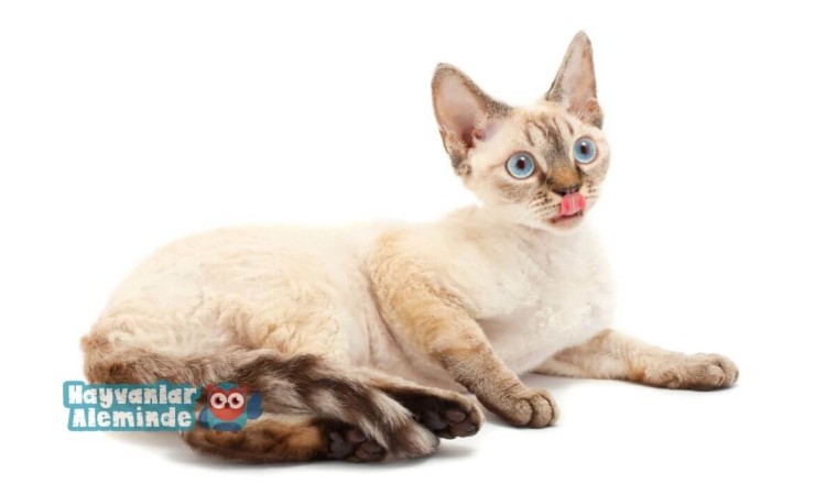 Tüy Dökmeyen Kedi Cinsleri, En Az Tüy Döken 10 Kedi Irkı