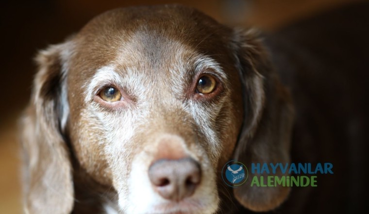 Yaşlı Köpeklerde Sık Görülen Hastalıklar, Bunama ve Yaşlılık Belirtileri