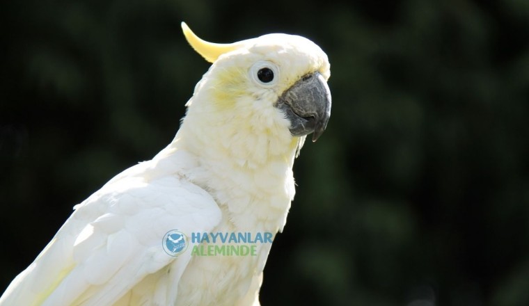 Kakadu Papağanı Özellikleri, Bakımı, Beslenmesi ve Eğitimi