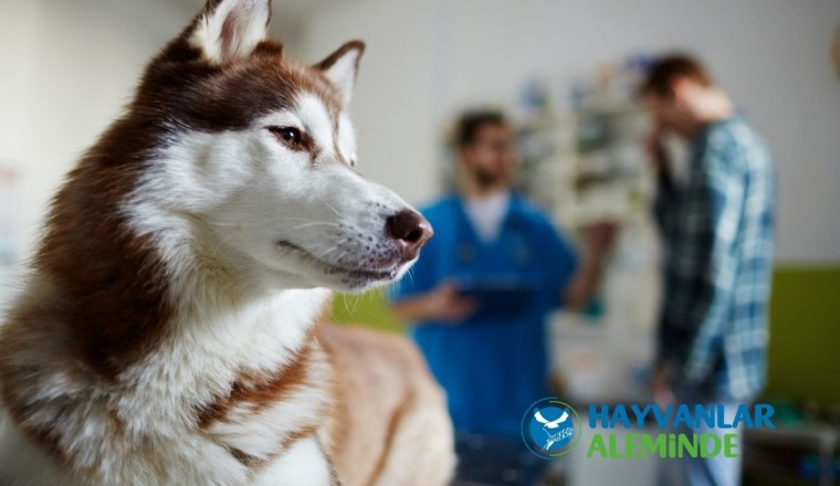Köpeklerde Kanlı İshal Nedenleri, Belirtileri ve Tedavisi 