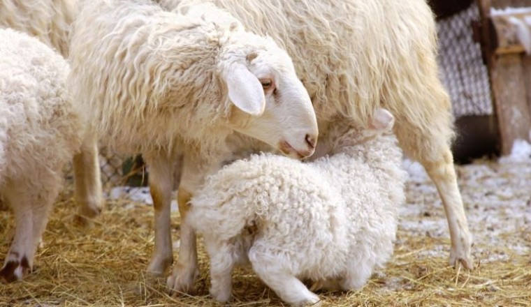 gebe koyunlar için beslenme